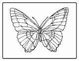 Butterfly Coloring Pages Realistic Getdrawings sketch template