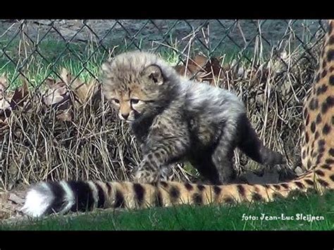 safaripark beekse bergen cheetah babys youtube