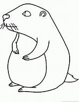 Groundhog Woodchuck Marmotte Marmota Animaux Coloriages Coloriage sketch template