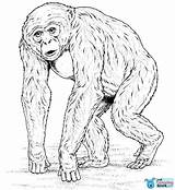 Chimpanzee Colorare Disegni Savana Africani Bonobo Lusso Vicoms Designlooter Monkey Mammals sketch template