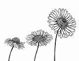 Chamomile Coloring Coloringcrew Flower sketch template