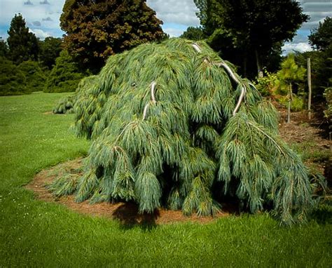 white weeping pine  sale  tree center