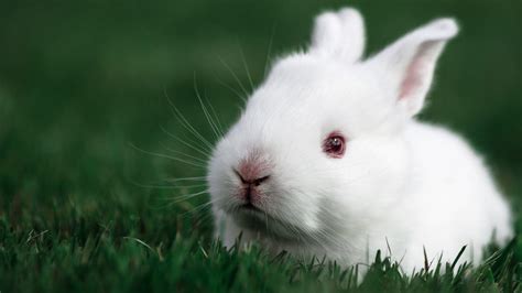cute bunny rabbits wallpapers top hinh anh dep