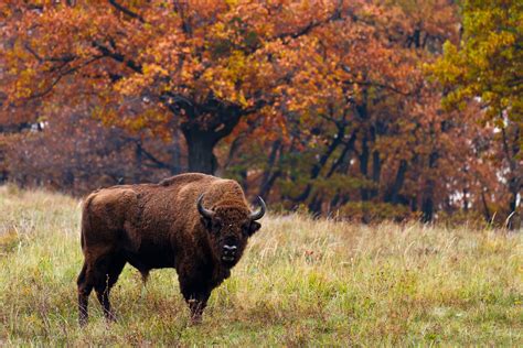 european bison  autumn poland miloussk  parcs