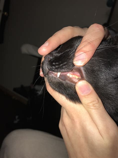 inflamed gums thecatsite