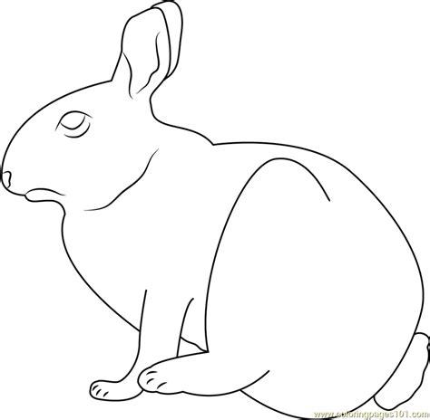 cottontail rabbit  marymoor coloring page  rabbit coloring