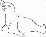 Coloring Seal Pages Sea Lion Sealion Baby Printable Animals Zeehond Lions Kids Print Popular Viewed Kb Size Seals Colorir Coloringhome sketch template