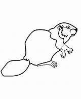 Beaver Coloring Coloringsun sketch template