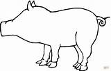 Pig Outline Coloring Pages Drawing Cliparts Clip Clipart Color Printable sketch template
