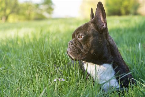 clean french bulldogs ears mypetcarejoy