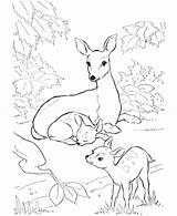 Coloring Deer Pages Cute Getcolorings sketch template