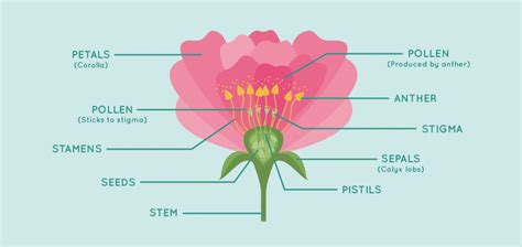 grow roses  neighbours  envy  ultimate guide   flowers blog