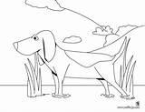 Beagle Caza Chien Chasse Hellokids Beagles Colorier sketch template