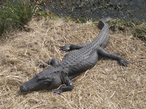 black alligator image desicommentscom
