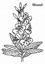 Wildflowers Maine Fireweed Colorare Erbacee Piante Prediseñadas sketch template