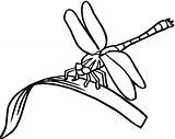 Dragonfly Coloring Pages Printable Kids Drawing Clipart Eating Line Dragonflies Simple Print Colouring Clip Capung Cartoon Insect Mewarnai Gambar Printables sketch template