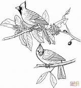 Cardinal Coloring Cardinals Red Pages Drawing Bird Printable Adult Supercoloring Book Birds Northern Color Books Colouring Patterns Adults Jewelry Clipart sketch template