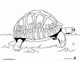 Tortuga Terrestres Carbonaria Tortoise Tortugas Hare Reptiles sketch template