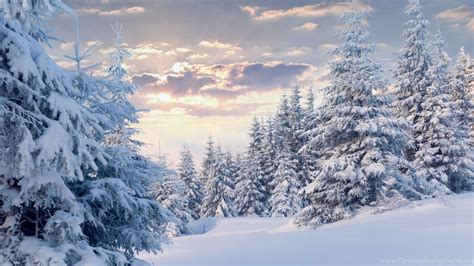 winter forest wallpapers high quality