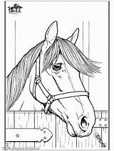 Kleurplaat Paard Cavalli Caballo Pferde Pferd Paarden Kleurplaten Pferdekopf Malvorlagen Cavallo Cheval Heste Paardenkop Cavalos Fargelegg Tegninger Paardenhoofd Hester Tekeningen sketch template