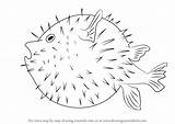 Pufferfish Fishes Drawingtutorials101 sketch template