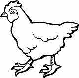 Coloring Chicken Hen Pages Popular sketch template