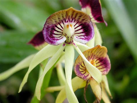 Black Orchid   national flower of Belize   Flickr   Photo  
