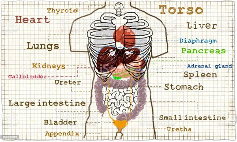 Torso Inner Anatomy Stock Illustration Download Image Now Istock