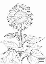 Monet Claude Pages Coloring Drawing Sunflower Kids Getdrawings Colouring Printable Adult sketch template