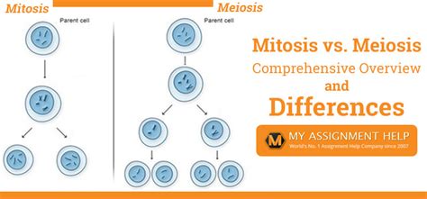 Difference Between Mitosis And Meiosis Mitosis Vs