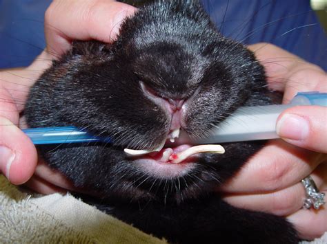 rabbits teeth trimmed teethwalls