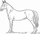 Coloring Horse Quarter Pages Getcolorings Printable Color sketch template