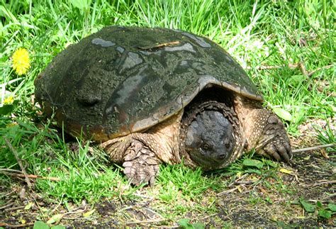 filecommon snapping turtle femalejpg
