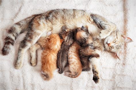 tripod cat carries newborn kittens   owner  adorable video