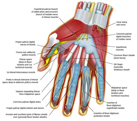 anatomy   hand giles bantick plastic  hand surgeon