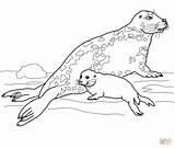 Seal Coloring Baby Pages Gray Mother Leopard Harp Drawing Seals Printable Animal Cute Color Dot sketch template