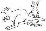 Kangaroo Kangur Cangurus Canguro Kolorowanki Canguros Kangourou Australien Pobrania Tudodesenhos Coloriages Malvorlagen Teamiran sketch template