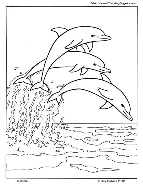 platypus coloring animal coloring pages  kids