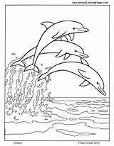 Coloring Dolphin Mammals Two Pages Kids Dolphins Books Printable sketch template