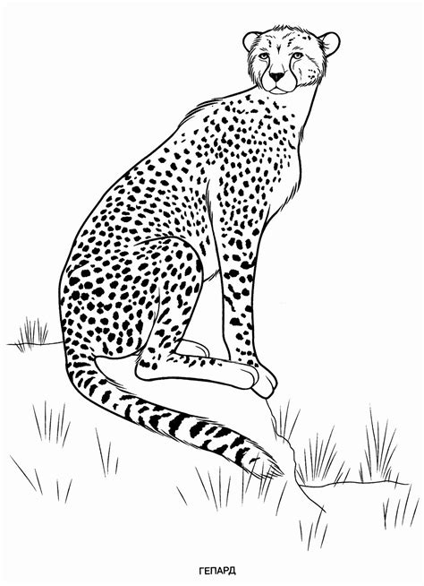 animal coloring book  kids unique wild animals coloring pages