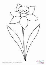 Daffodil Colouring Outline Drawing Pages Flower Clip Color Spring Coloring Welsh Flowers Kids Easy Simple Drawings Activityvillage Clipart Children Getdrawings sketch template