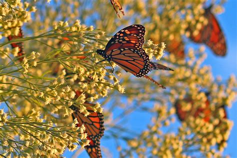 dallas trinity trails  monarch butterfly migration