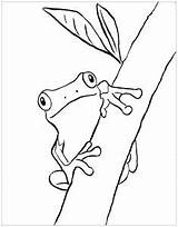 Frog Coloring Tree Frogs Pages Drawing Printable Green Kids Printables Color Line Print Outline Drawings Samanthasbell Rainforest Sheets Template Getdrawings sketch template