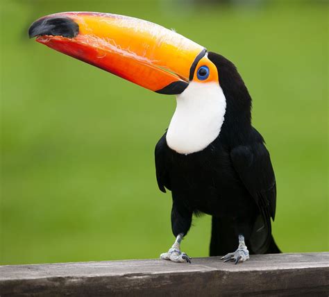 beautiful brazilian birds    find