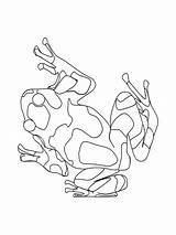 Grenouilles Ranocchi Frosche Frogs Animali Rana Gifgratis Prend sketch template