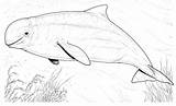 Beluga Whale Baleia Ausmalbilder Whales Dolphin Colorare Bowhead Mammals Balena Schwimmt Vorbei Disegni sketch template