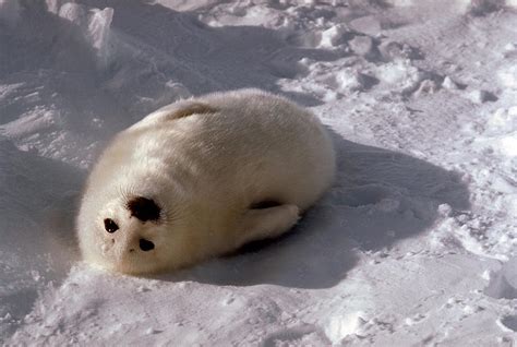 baby harp seal photograph   guravich fine art america