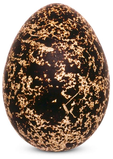 bird eggs bird egg identification dk find