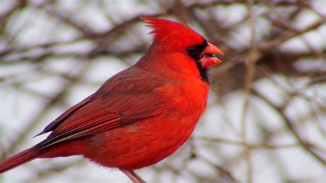 tales   wilds dont   cardinals    cold  sing