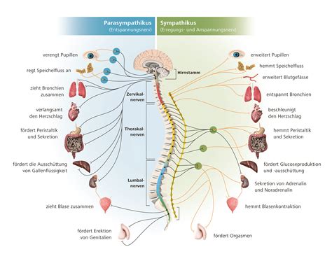 aufbau von wirbelsaeule und nervensystem